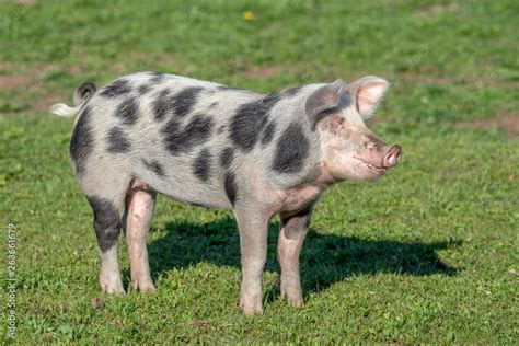 photo d un cochon|4 065 Cochon Domestique Stock Photos, High.